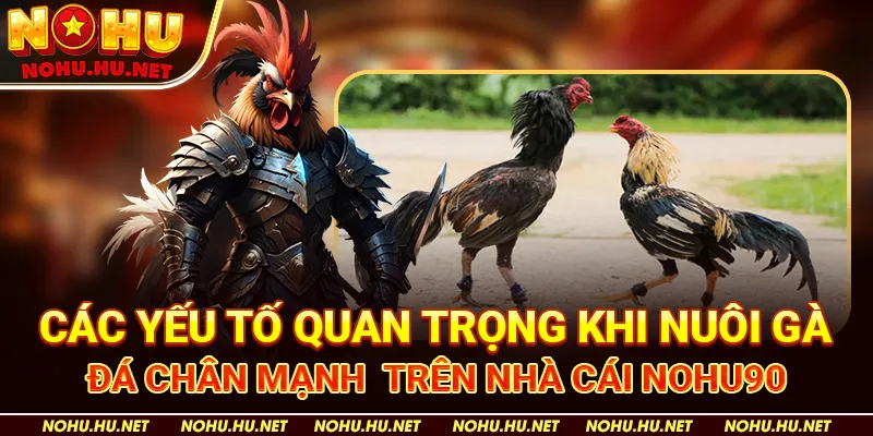 Bí Kíp Nuôi Gà Đá Chân Mạnh – Học Hỏi Từ Chuyên Gia Nohu90 3 Các yếu tố quan trọng khi nuôi gà đá chân mạnh trên nhà cái Nohu90