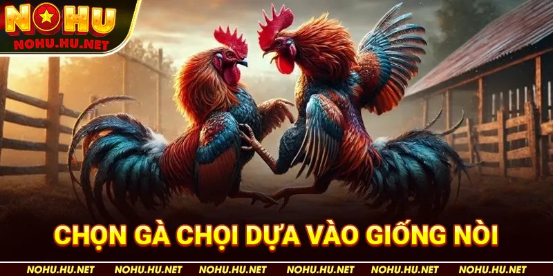 Phương Pháp Chọn Gà Chọi Chiến Để Nhận Phần Thưởng Cao 2 Chọn Gà Chọi Dựa Vào Giống Nòi