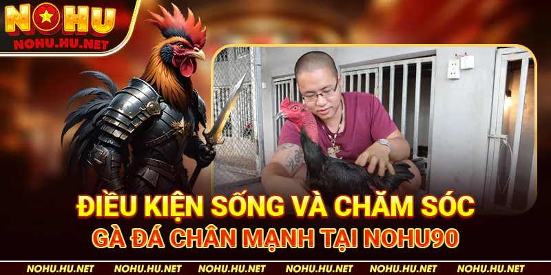 Bí Kíp Nuôi Gà Đá Chân Mạnh – Học Hỏi Từ Chuyên Gia Nohu90 4 Điều kiện sống và chăm sóc gà đá chân mạnh tại Nohu90