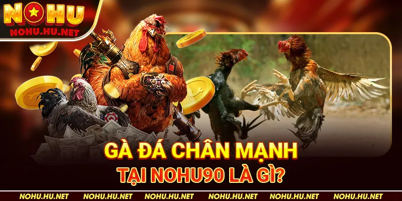 Bí Kíp Nuôi Gà Đá Chân Mạnh – Học Hỏi Từ Chuyên Gia Nohu90 2 Gà đá chân mạnh tại Nohu90 là gì?