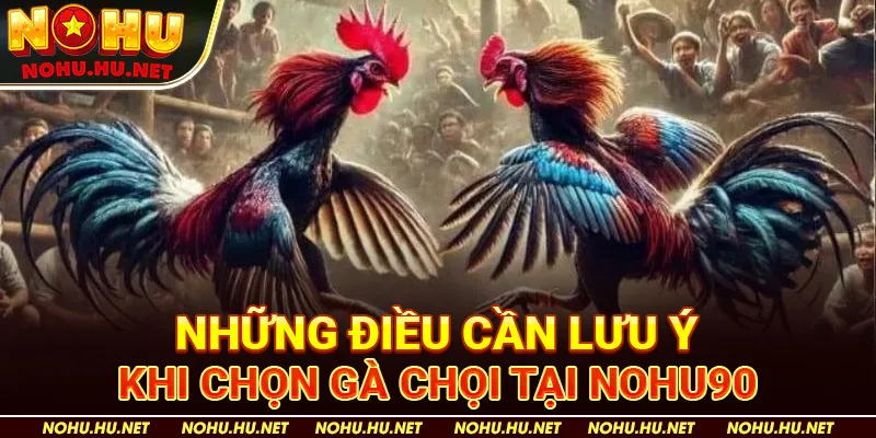Phương Pháp Chọn Gà Chọi Chiến Để Nhận Phần Thưởng Cao 4 Những Điều Cần Lưu Ý Khi Chọn Gà Chọi tại Nohu90